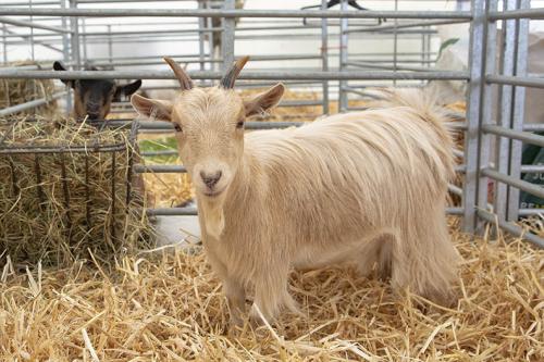 Royal Lancs Show 21072024 708