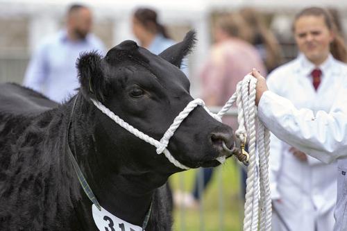 Royal Lancs Show 21072024 827