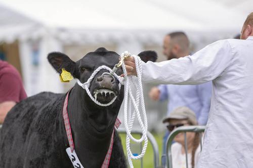 Royal Lancs Show 21072024 830