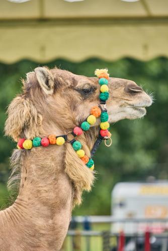 Royal Lancs Show 2025 1689 Lo