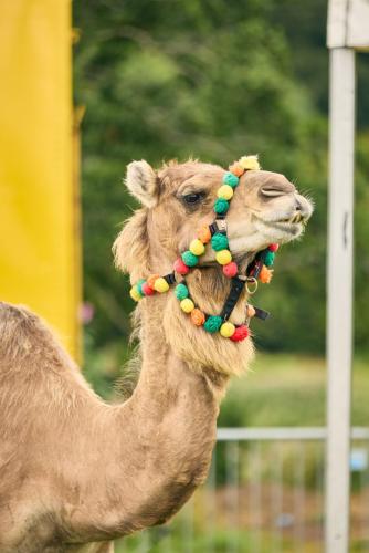 Family Fun Day 2025 1690 Lo