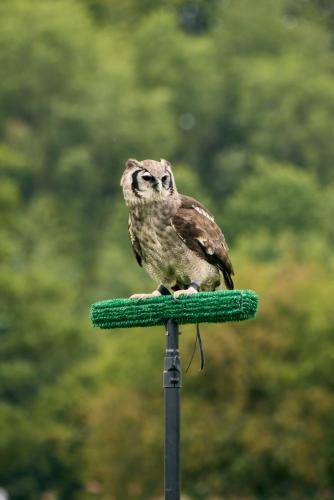 Royal Lancs Show 2025 1752 Lo